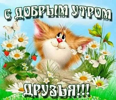 Доброе утро друзья картинки прикольные смешные
