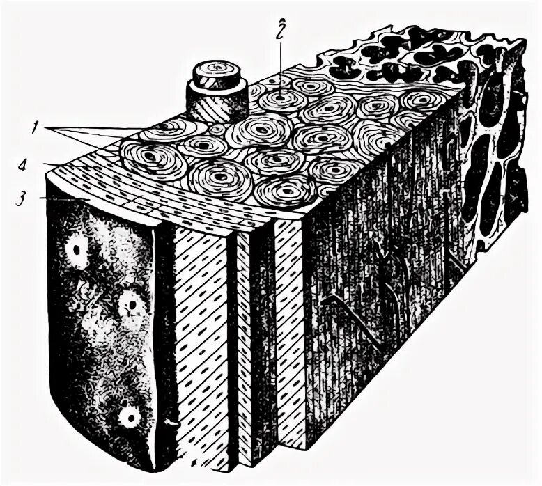Как остеоны располагаются в кости. Остеон 2