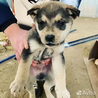 Тверь щенки в добрые
