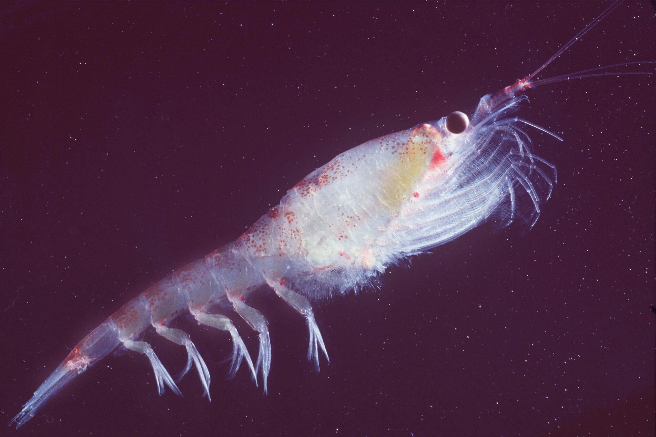 Плактон. Криль зоопланктон. Зоопланктоны ракообразные. Зоопланктон кладоцеры. Рачок бокоплав Макрогептоус.