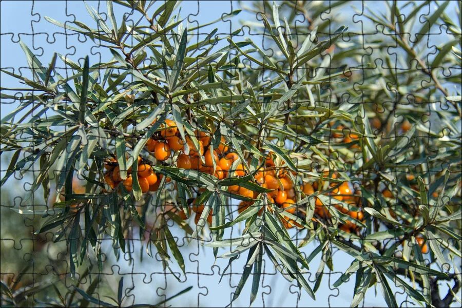 COLLECT THE LEAVES OF SEA BUCKTHORN ! Flower food, Medicinal plants, Sea bucktho