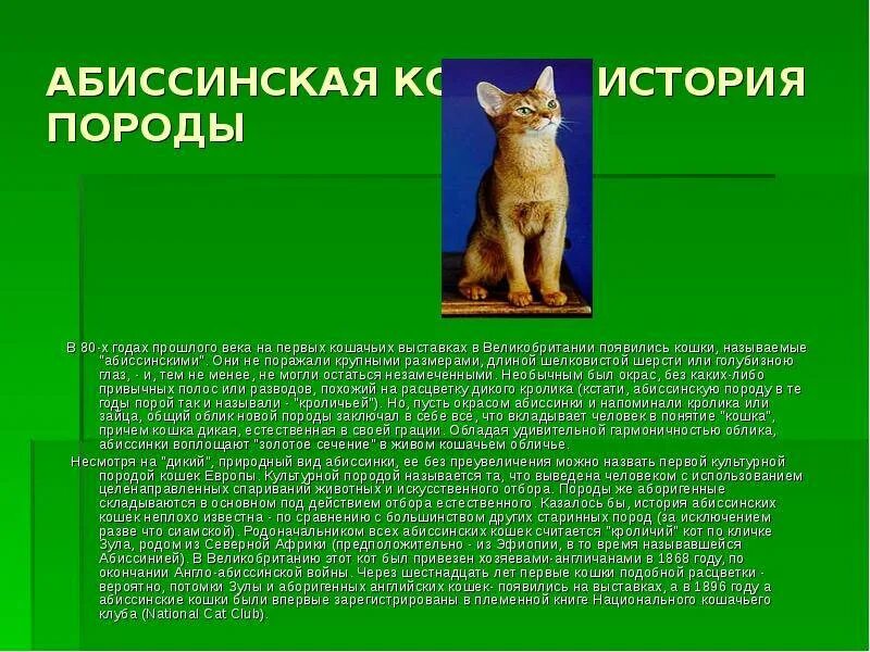 Описать породу кошки Абиссинская. Абиссинская порода кошек характер. Абиссинская кошка история породы. Абиссинская кошка характеристика породы. Рассмотрите фотографию кошки породы абиссинская и выполните