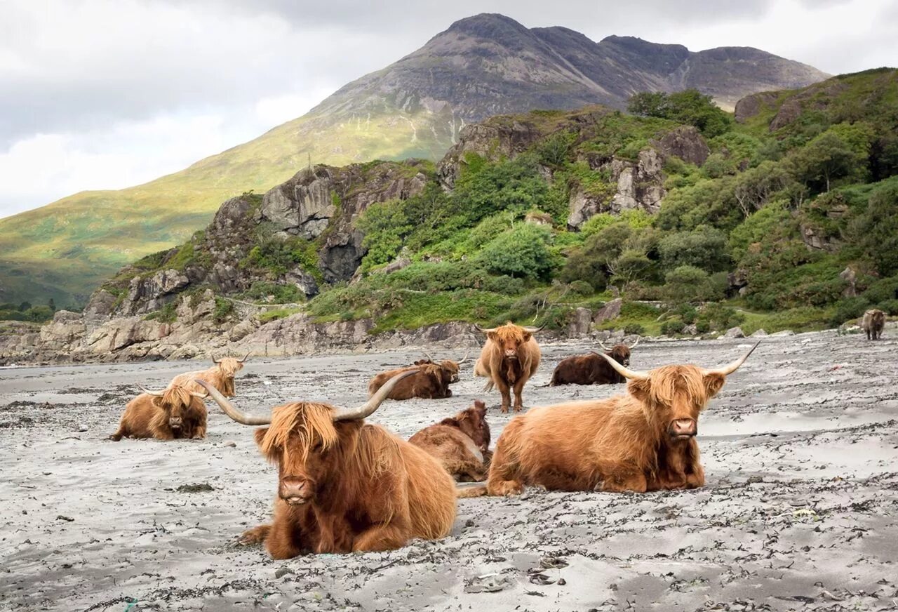 Фауна Шотландии. Фауна Ирландии. Животный мир Ирландии. Дикая корова. Дикие животные островов