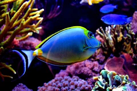 Colorful fish