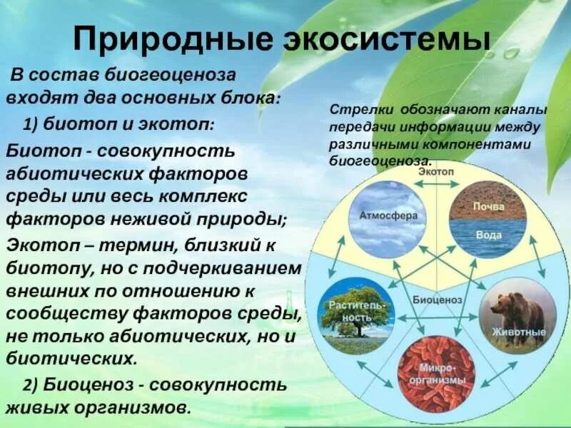 Природное жизненное пространство занимаемое биоценозом. Природное жизненное пространство занимаемое биоценозом