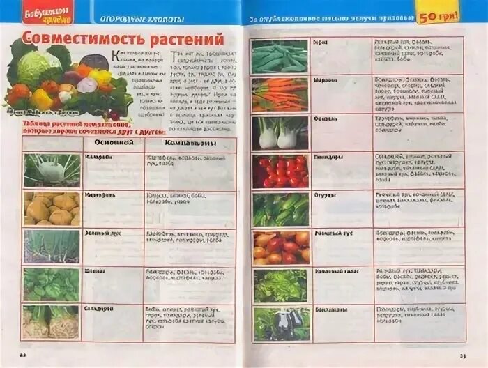 Совместимость овощей в теплице