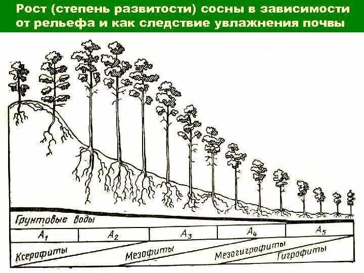 На сколько быстро растет. Прирост сосны обыкновенной. Сосна обыкновенная скорость роста. Скорость роста хвойных. Сосна обыкновеннаяэ высота.