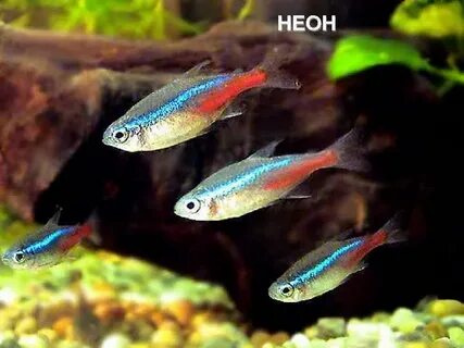 Аквариумные неоны размножение