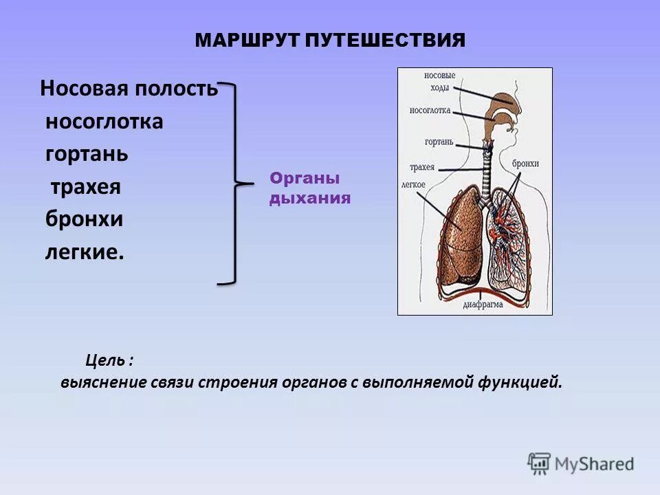 Урок значение дыхания органы дыхания 8 класс. Урок значение дыхания органы дыхания 8 класс