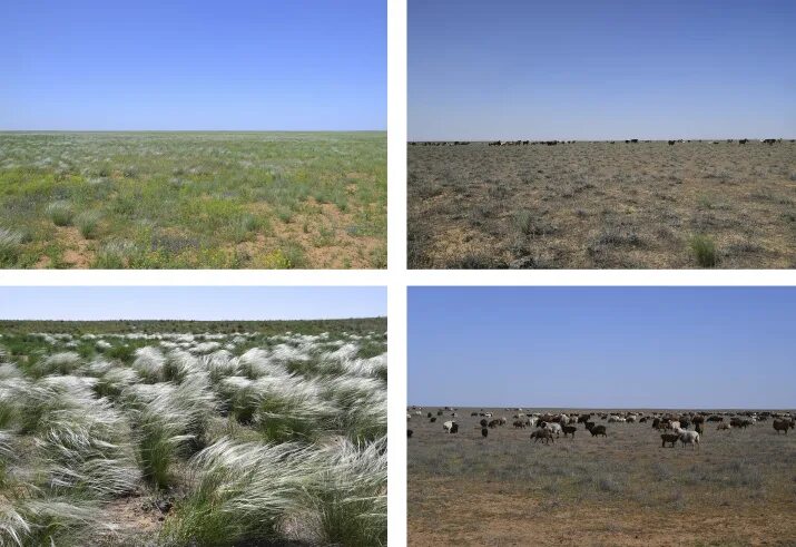 Рельеф прикаспийской низменности. Прикаспийская низменность фламинго. Прикаспийская равнина на карте. Прикаспийская низменность на карте россии. Прикаспийская низменность карта осадков.