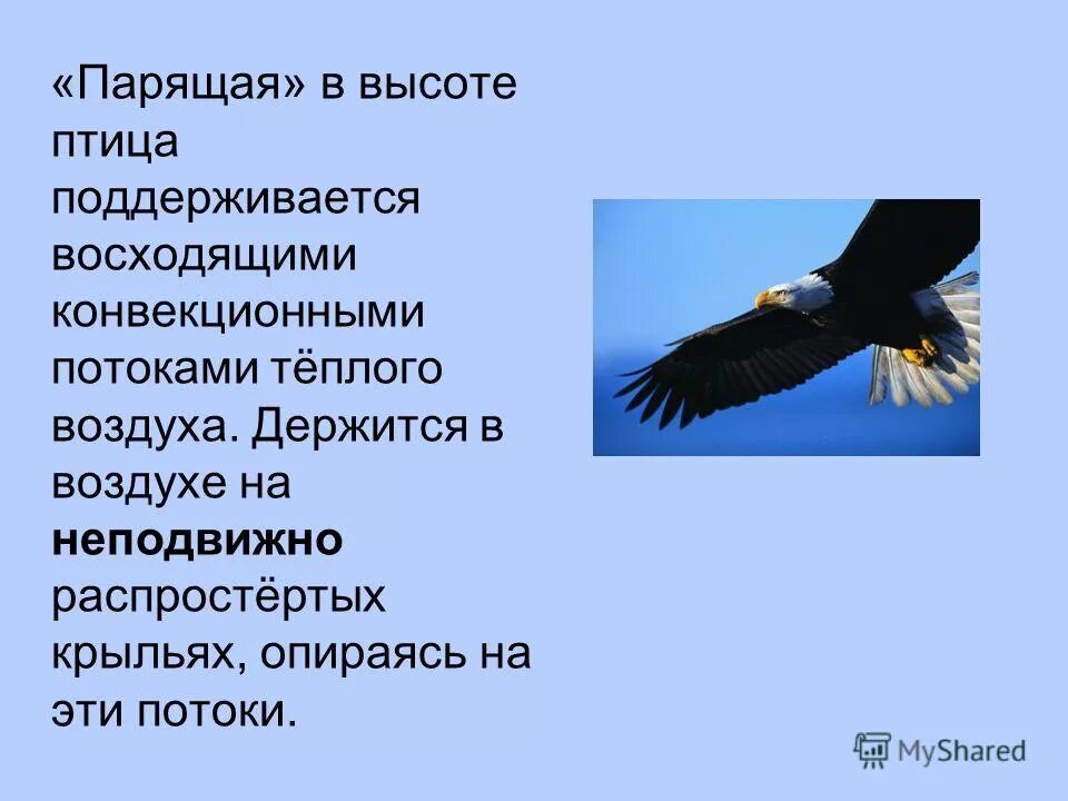 анатомия птиц для рисования. птица опирается на крылья. птица опирается на крылья. цитаты про крылья. опустились руки цитаты.