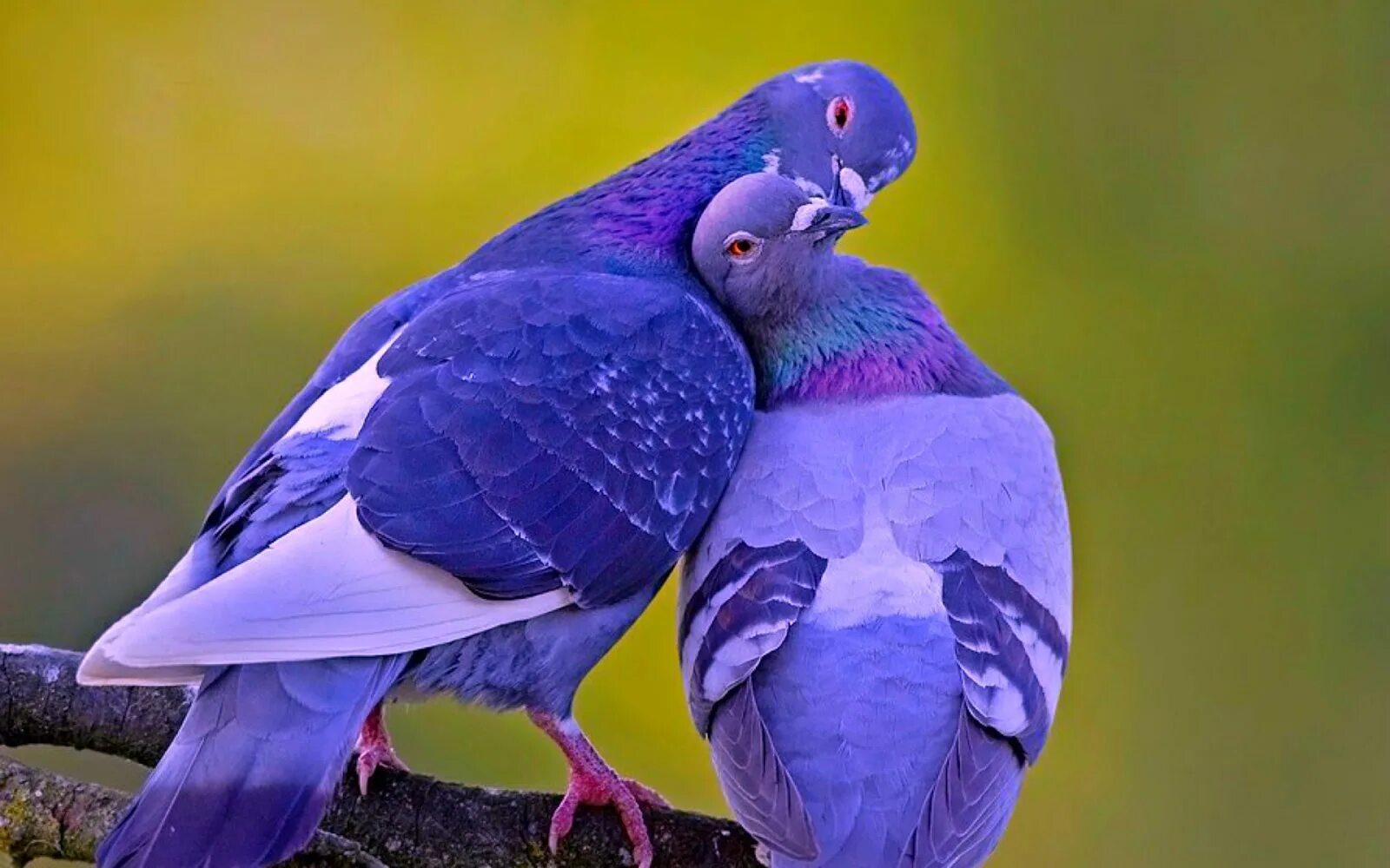 Божья птица это. Голуби. Пара голубей. Красивые птицы. Красивые голуби.