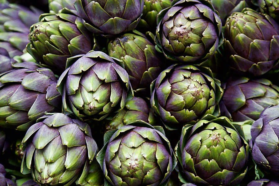 History of the Artichoke Baroda Farms in 2023 Artichoke plants, Artichoke flower