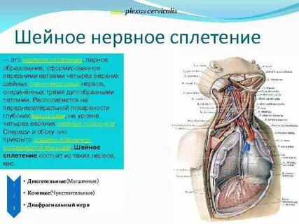Шейное сплетение это