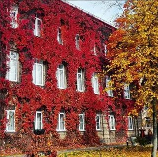 Гргу