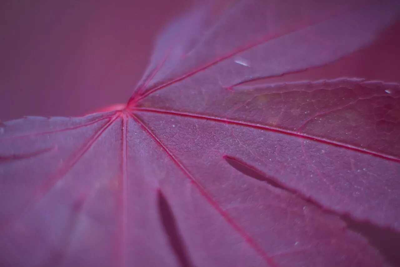 лиловый клен. клен дланевидный пурпурный. клен дланевидный пурпурный. клен японский фиолетовый. Acer circinatum burgundy jewel.