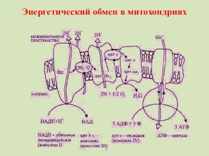 Энергетический обмен в митохондриях
