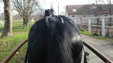 После лошадей