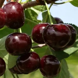 Сорт вишни харитоновская отзывы
