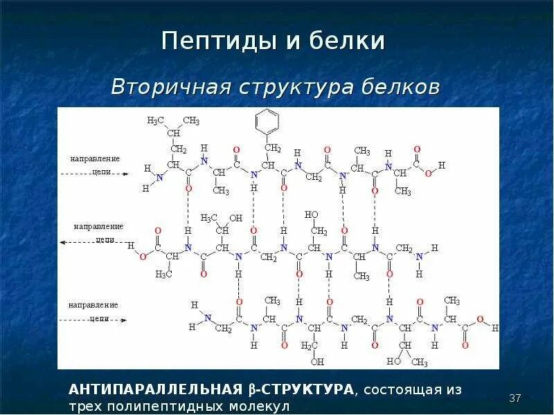 Пептидный состав белка