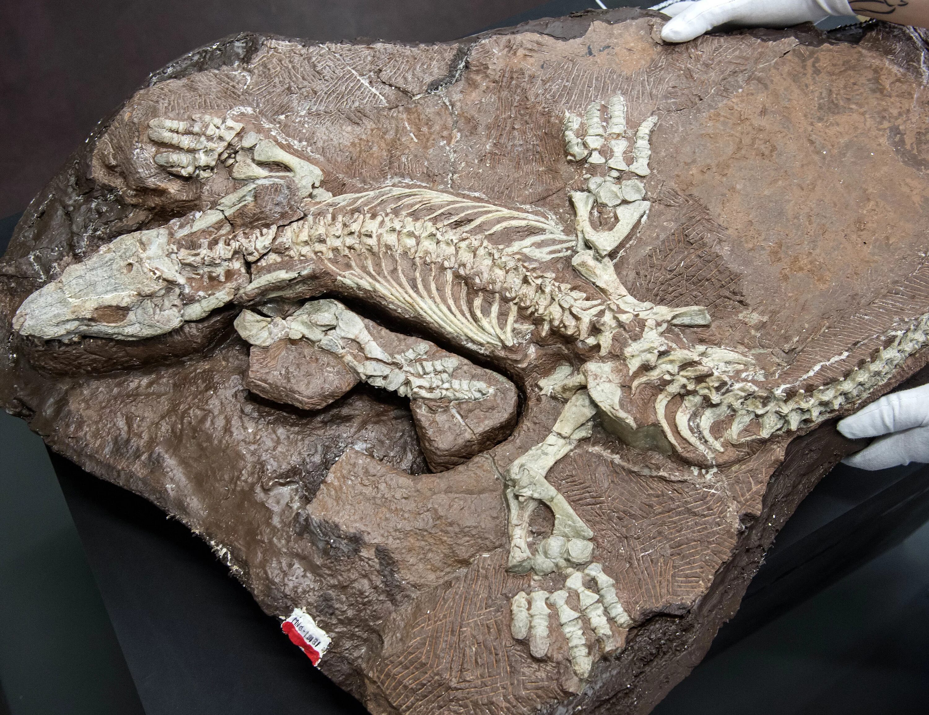 Окаменелый скелет динозавра. Палеонтологич останки. Fossil окаменелости. Окаменелые кости динозавров.