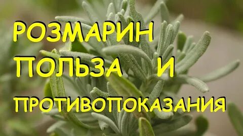 Розмарин полезные свойства и противопоказания