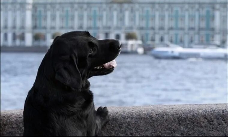 Собак спб отзывы. Черный пес Петербург. Собака Питер. Черная собака в Петербурге. Собаки в центре Петербурга.
