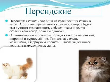 Кошки 4 класс