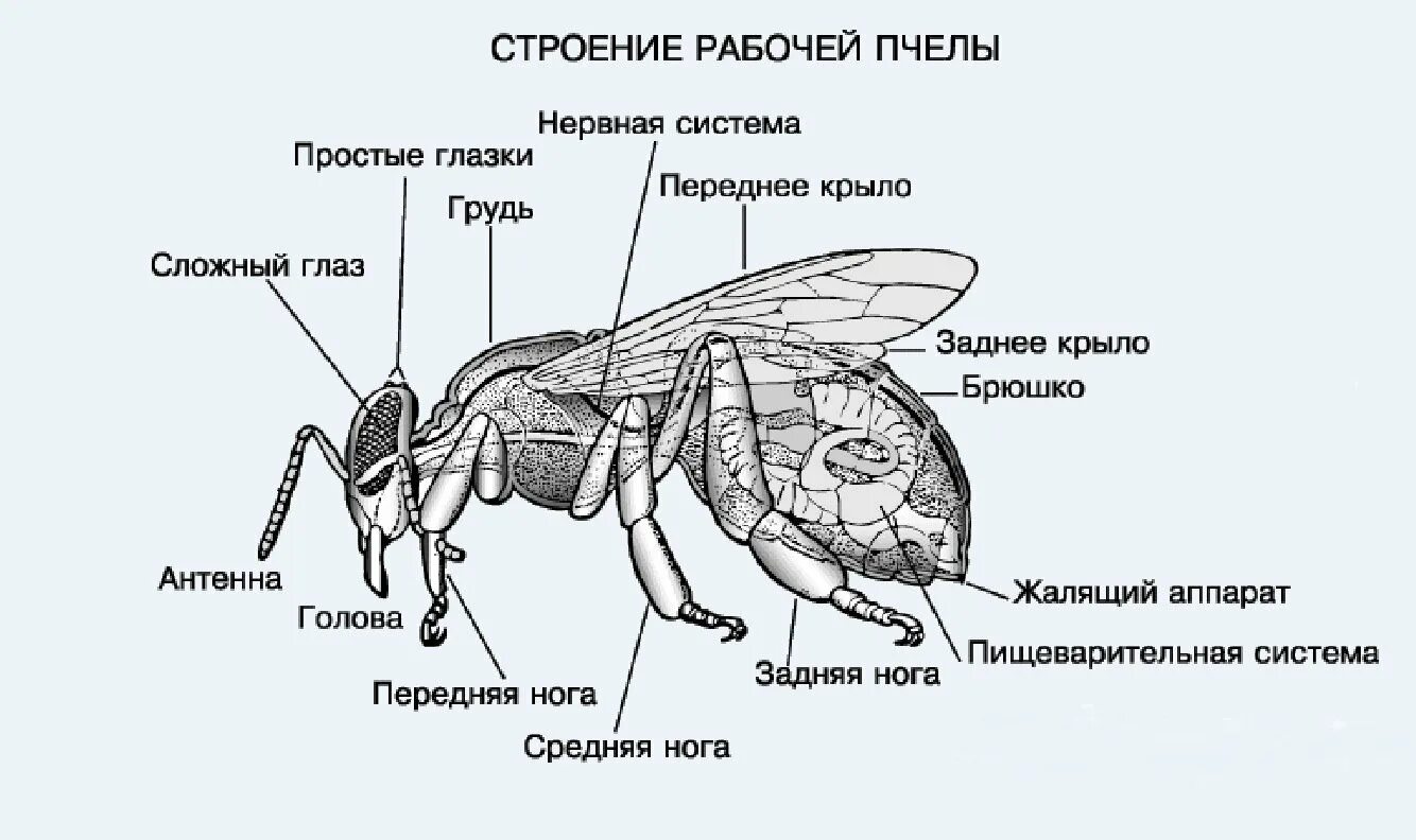 Пчела строение тела схема. Схема внутреннего строения пчелы. Брюшко пчелы строение. Внутреннее строение насекомых пчела.