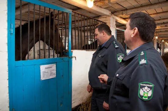 Ветеринарный надзор. Государственный ветеринарный надзор. Организация ветеринарного надзора. Служба ветеринарного надзора.