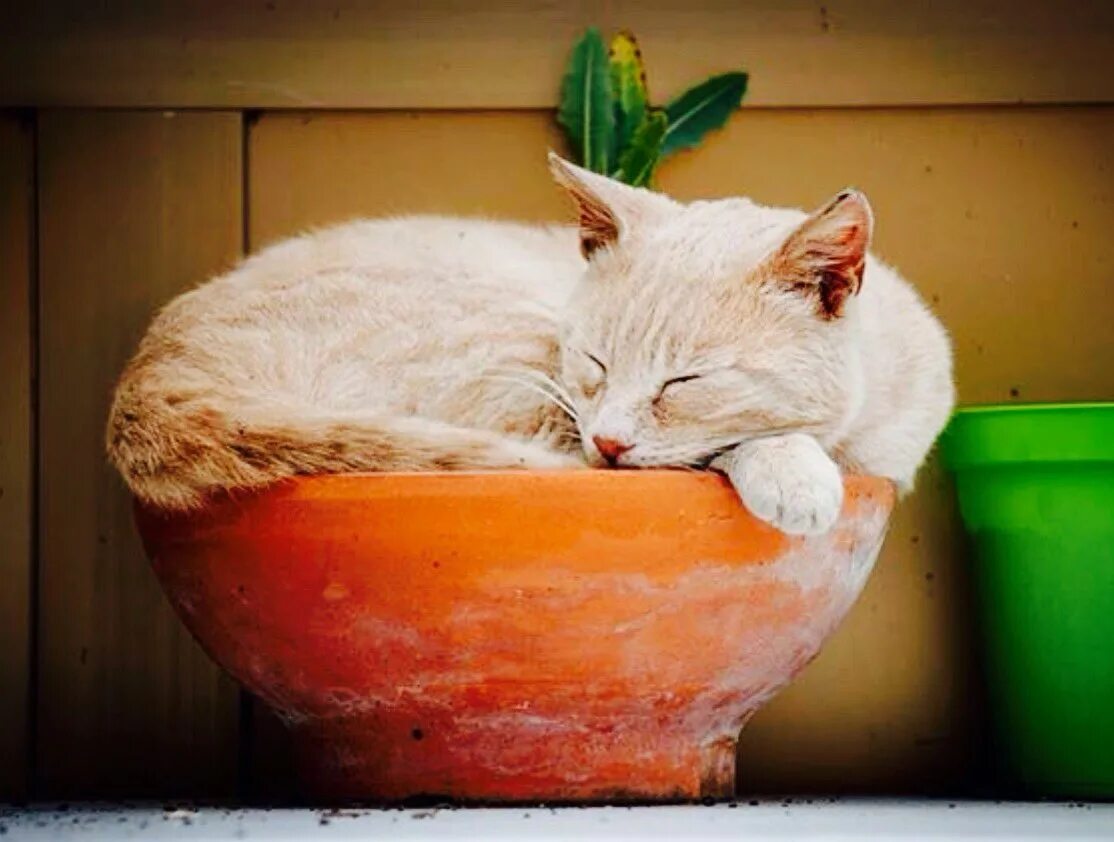 Почему кот копает. Коты в горшках. кот в цветочном горшке. кошка в горшке с цветами. горшок для кошек.