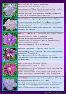 Что любит клематис чем подкормить