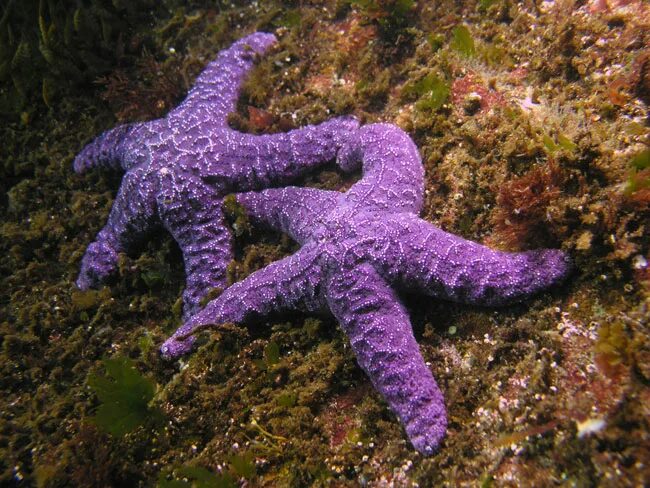 Фиолетовая морская звезда. Морская звезда сиреневая. морская звезда фиолетового цвета. розово фиолетовые морские звезды.