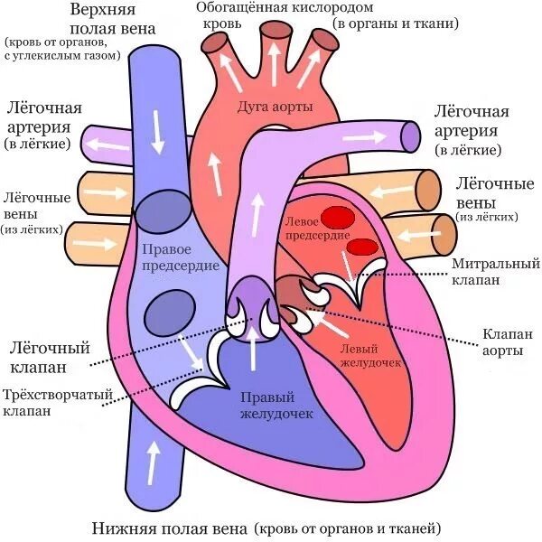 Аортальный и митральный клапан сердца. Порок аортального клапана сердца. Полулунные клапаны. Митральный клапан двустворчатый. Двухстворчатый аортальный клапан сердца.