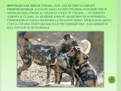 Дикая собака 2 глава
