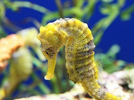 Seahorse перевод на русский