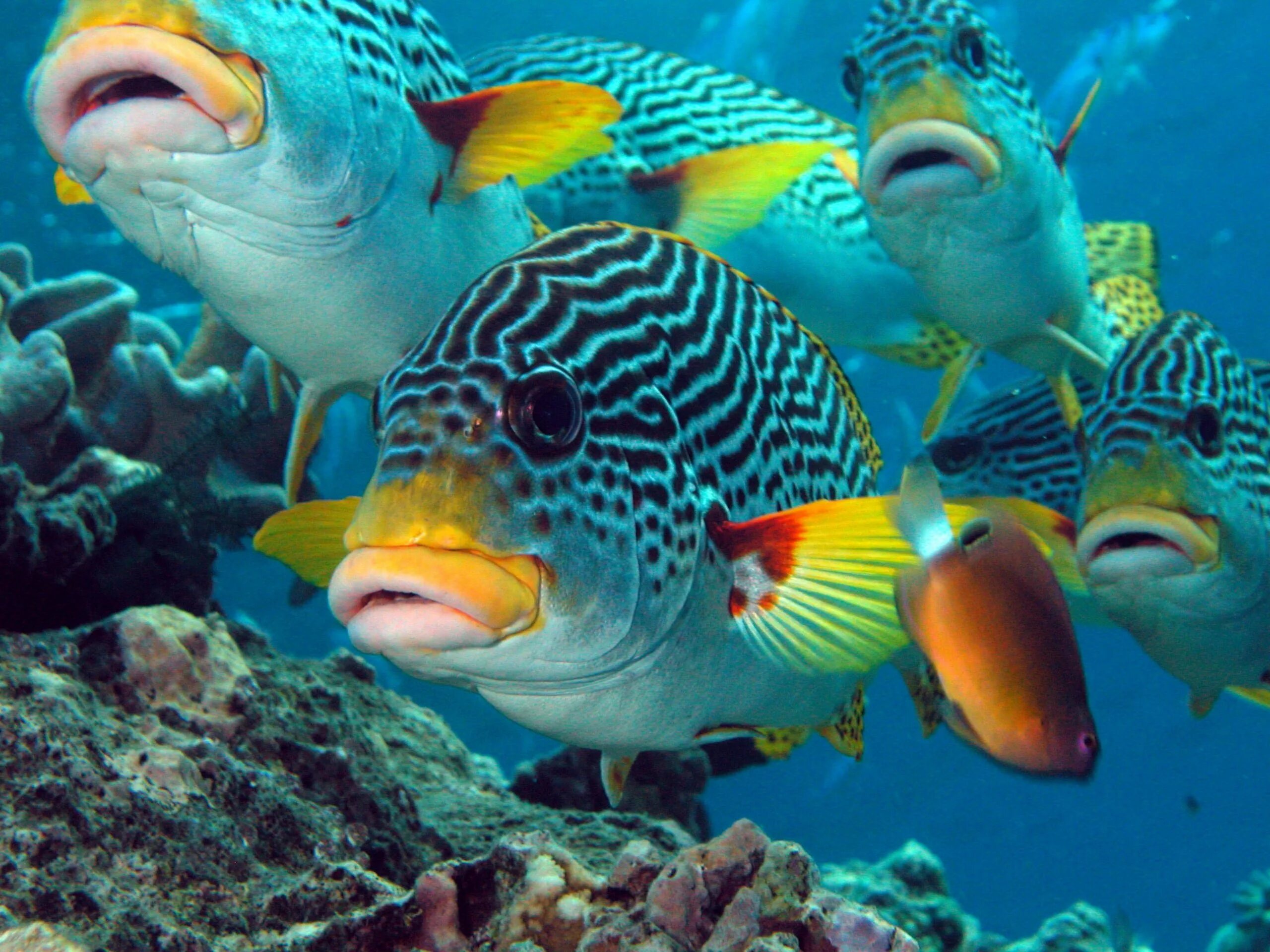 Про рыб океана. Большой Барьерный риф рыбы. Рифы в океане. Рыбы барьерного рифа в Австралии. Большой Барьерный риф рыбы попугаи.