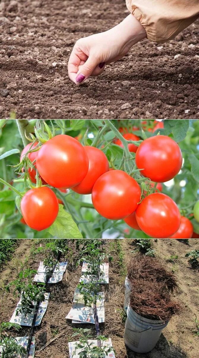 Высаживание помидор