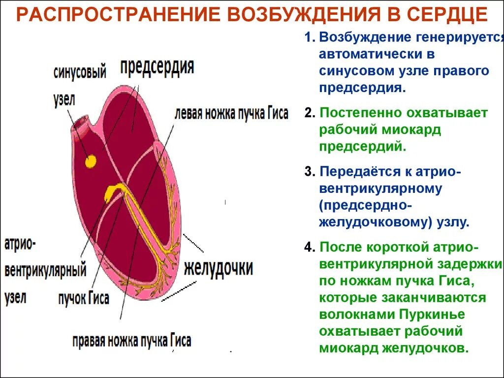 Миокард правого предсердия. Возникновение и проведение возбуждения в сердце физиология. Механизм проведения возбуждения в сердце. Проведение возбуждения в проводящей системе и рабочей мышце сердца.. Последовательность распространения возбуждения по сердцу.