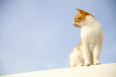 Бело желтая кошка