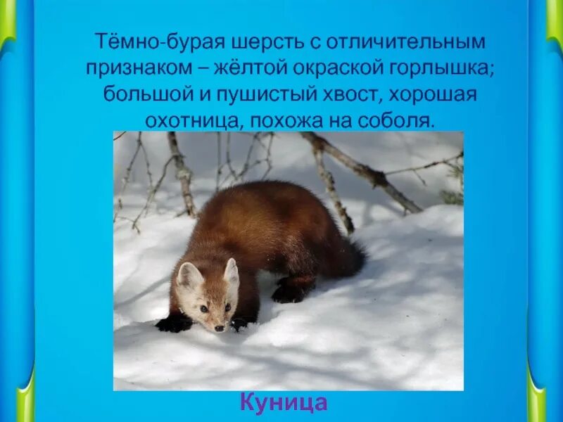 Куница шерсть