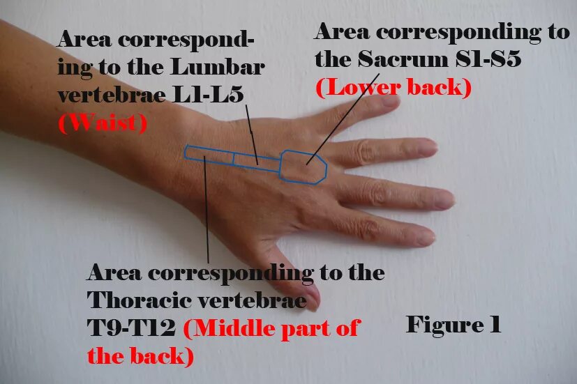 Back area. Sujok hand. Use Sujok Accupressure area Chart for hand. Amazing hand Healing technique.