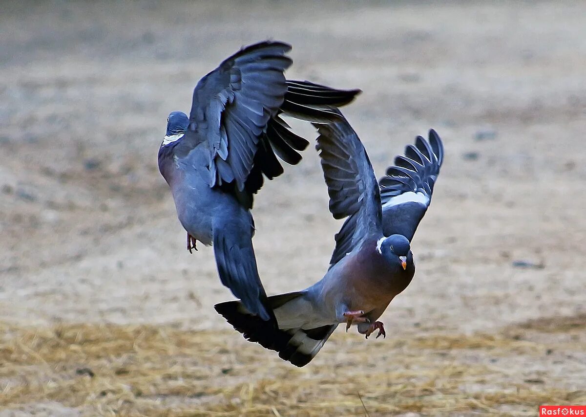 птичка голубь. конкуренты голубей. сизый голубь меланист. голубь мнушка. молодые голуби.