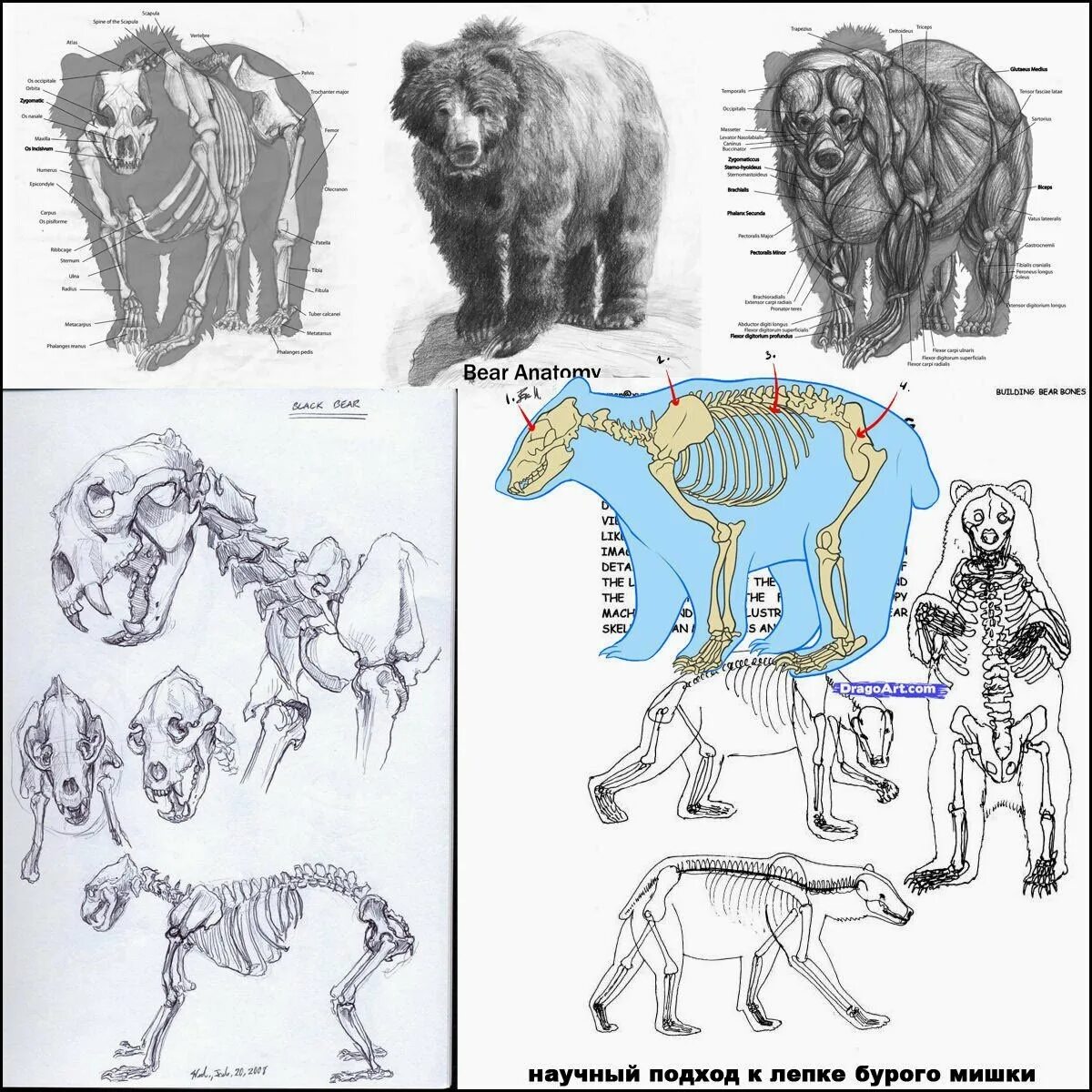 Особенности внутреннего строения медведя. Строение скелета бурого медведя. Анатомия бурого медведя скелет. Строение медведя. Строение медведя анатомия.
