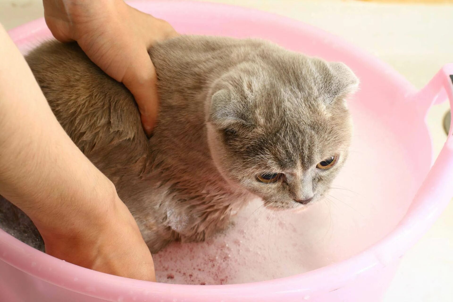 Кошка моется. Купание кошки. Котенок купается. Маленький котенок моется. Cat washing