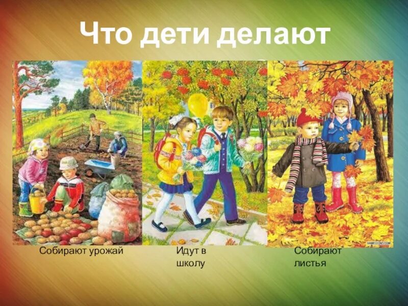 В какое время собирают листья