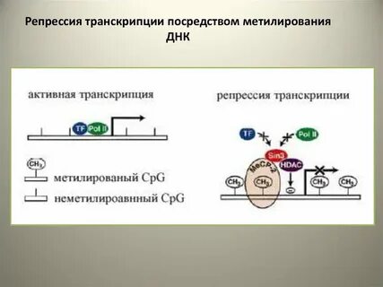 Репрессия транскрипции