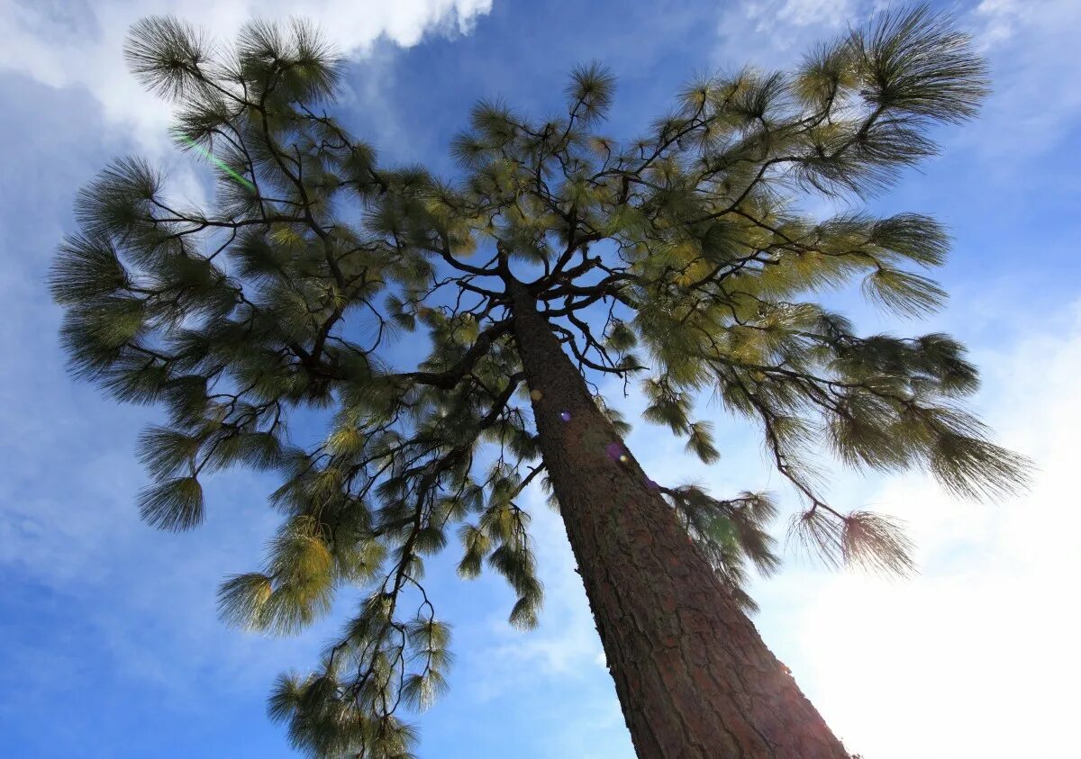 Сосна Ламберта (Pinus lambertiana). Сосна Ламберта шишки. Сосна Ямал. Сосна Ламберта в России. Хвойный ветер