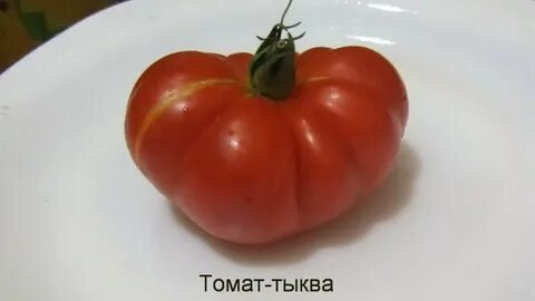 Томат тыква