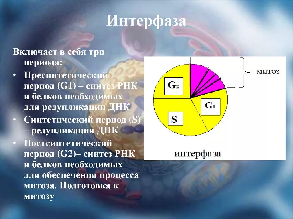 Интерфаза пресинтетический. Пресинтетический период интерфазы g1. Три периода интерфазы. Периоды интерфазы митоза. 3 этапа интерфазы